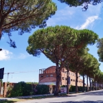 2016_cecina_038