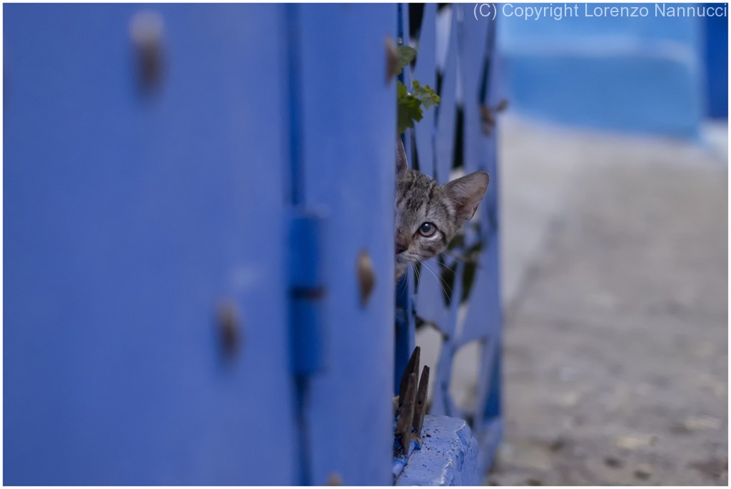 chefchaouen-7