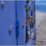 chefchaouen-7