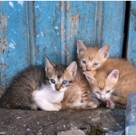 chefchaouen-13