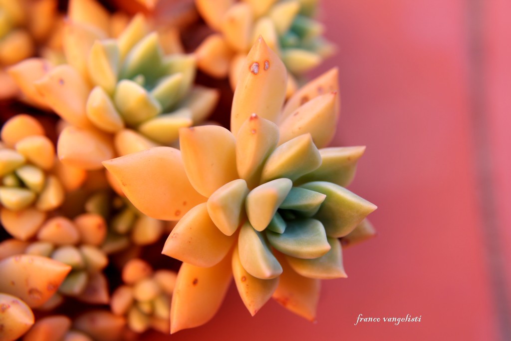 agavoides-1