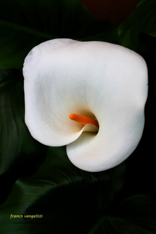 calla-palustris