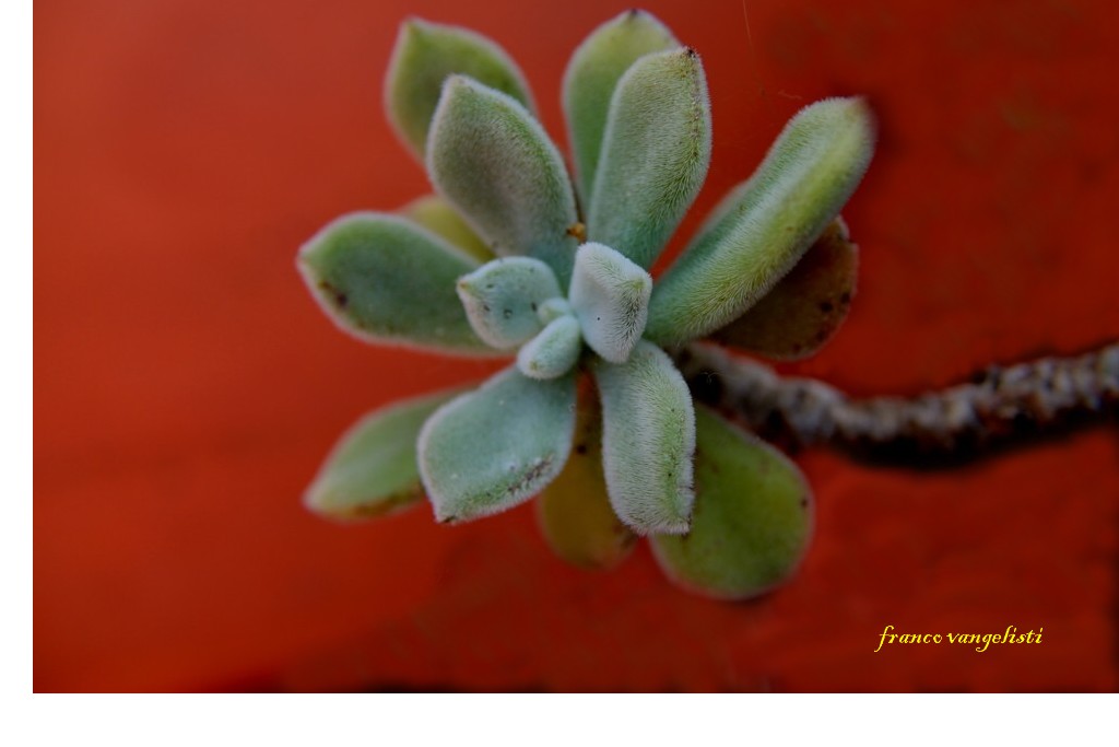 echeveria-pulvinata