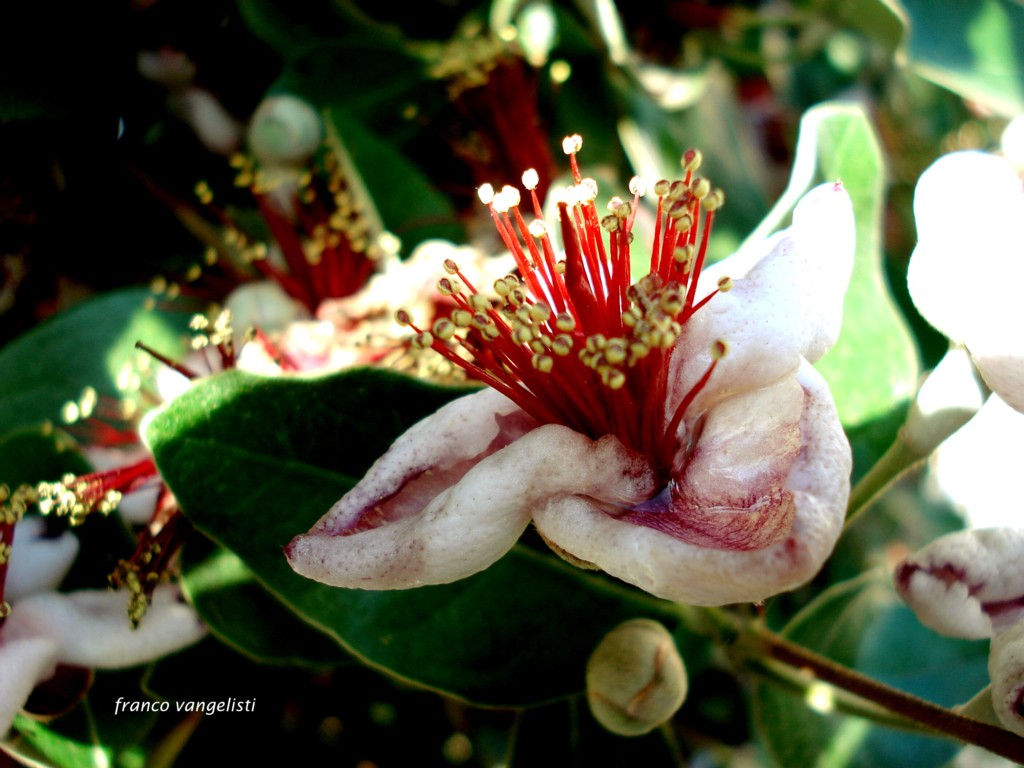 feijoa-in-fiore