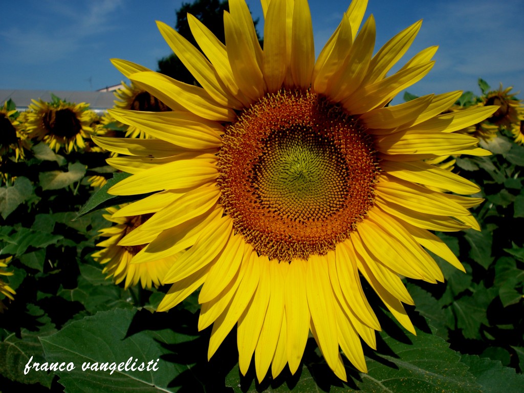 girasole