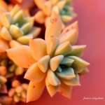 agavoides-1