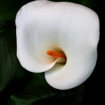 calla-palustris