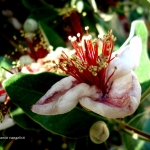 feijoa-in-fiore