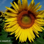 girasole