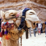 giordania-cammello-a-petra