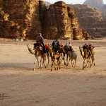 giordania-carovana-di-cammelli-nel-deserto-del-wadi-rum