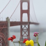 golden-gate-04