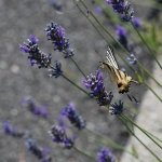 atterraggio-su-lavanda