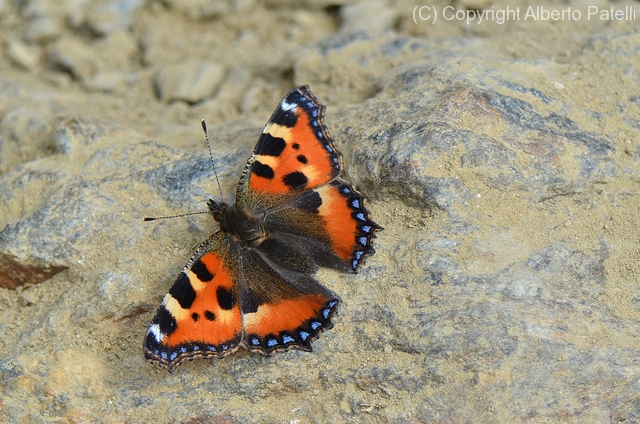 aglais-urticae