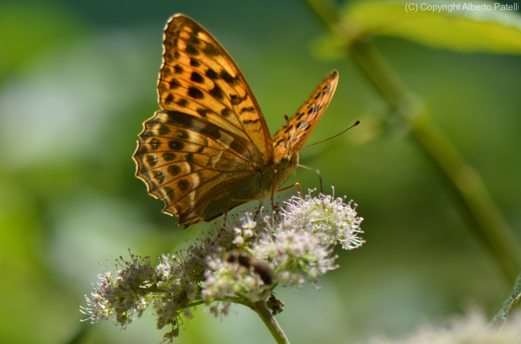 in-posa-sul-fiore