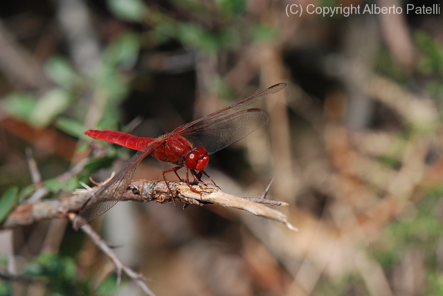 red-dragonfly