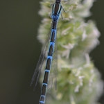 damigella-blu