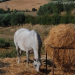 i-colori-della-natura