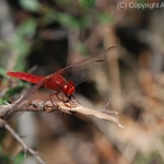 red-dragonfly