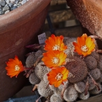 p1010538