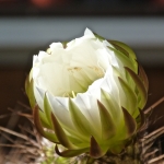 p1010539