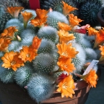 p1010542