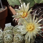 p1010552