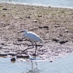 2021_parco_della_piana_sesto_013
