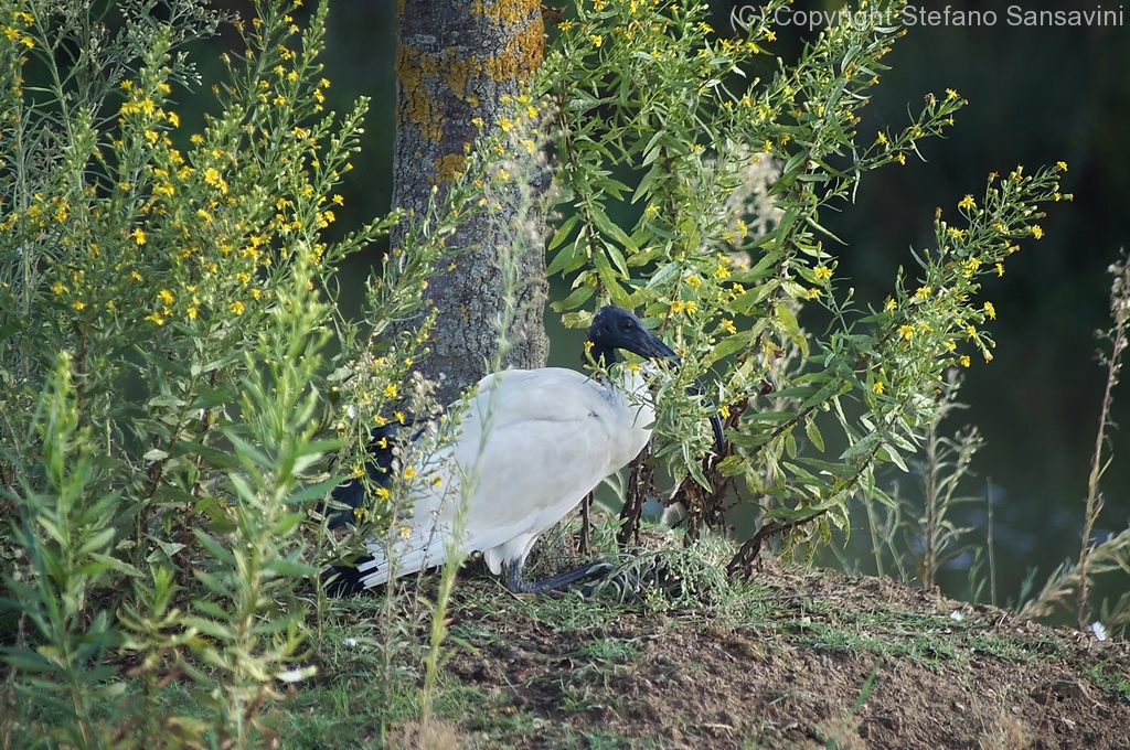 2019_parco_della_piana_054