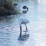 2019_parco_della_piana_051