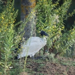 2019_parco_della_piana_054