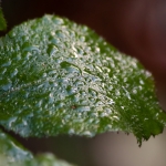 52579554865_f30095d2a5_o