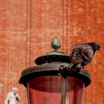 piccione-a-venezia