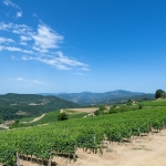 pomino-2022-06-26_0