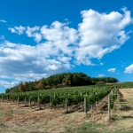 santellero-2021-08-19